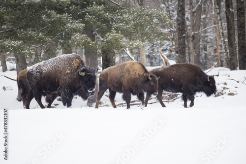 American bison or simply bison (Bison bison) in winter