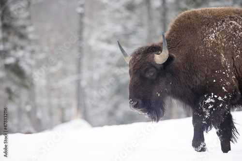 American bison or simply bison (Bison bison) in winter
