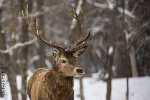 red deer (Cervus elaphus) in winter © Mircea Costina