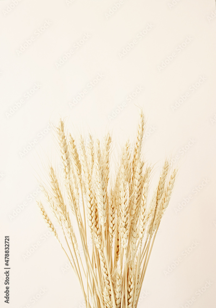 Close up of wheat spikes on beige background. Minimal neutral floral composition