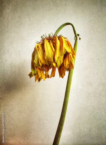 A dying flower