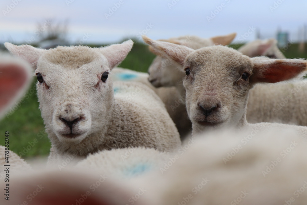 Cute Lamb in Northern German Sheep Herd