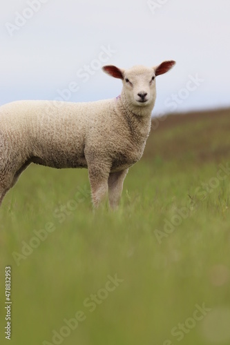 Cute Lamb in Northern Germany  Sheep Portrait