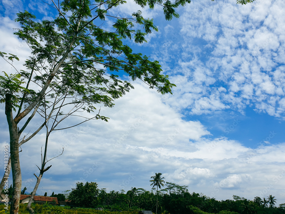 Obraz premium tree and blue sky