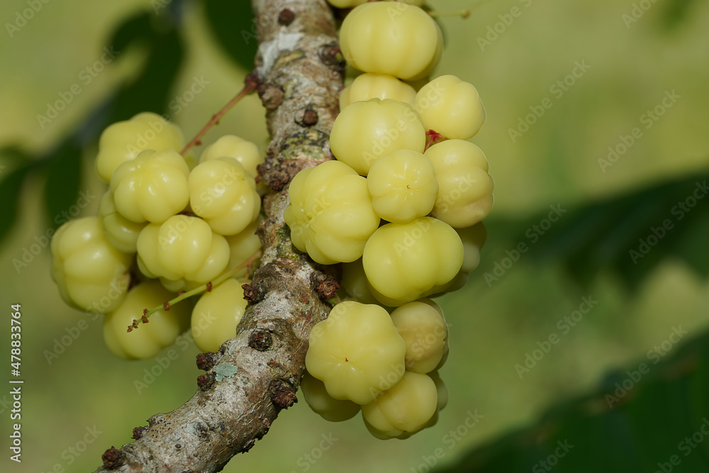Close up Star Gooseberry on branches. Close up Star Gooseberry on branches.