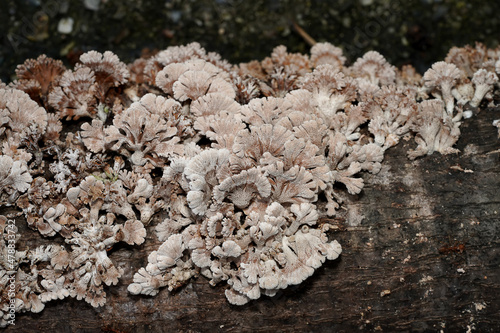 Close up Split Gill Fungus plant on wooden. photo