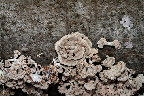Close up Split Gill Fungus plant on wooden. photo