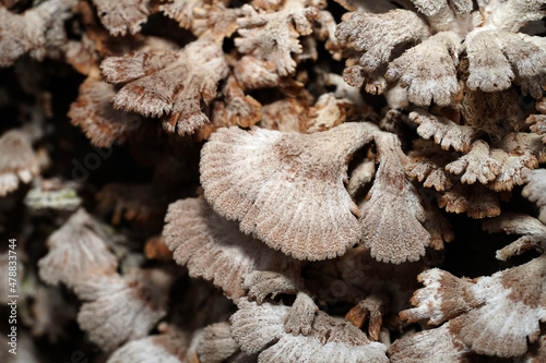 Close up Split Gill Fungus plant on wooden. photo