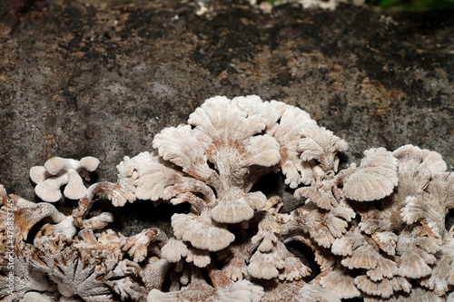 Close up Split Gill Fungus plant on wooden. photo