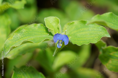 Close up Dayflower, Tropical spiderwort, Wondering jew flower with blur green leaves background. photo