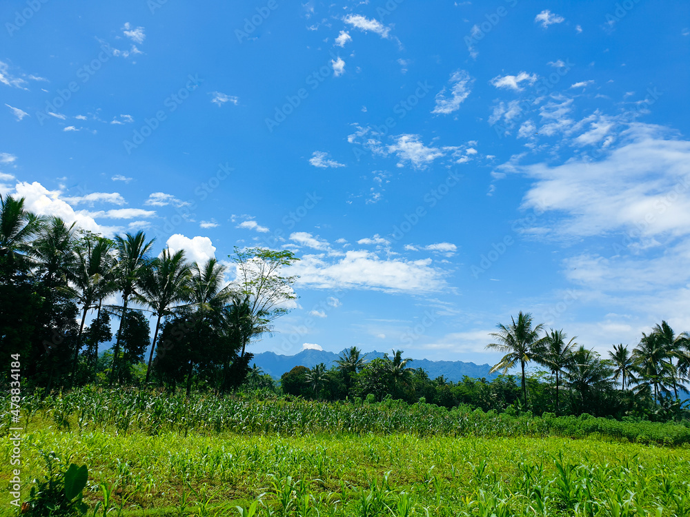 field and blue sky field and blue sky