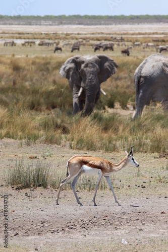 Springbok and Elephants in Etosha National Park  Namibia