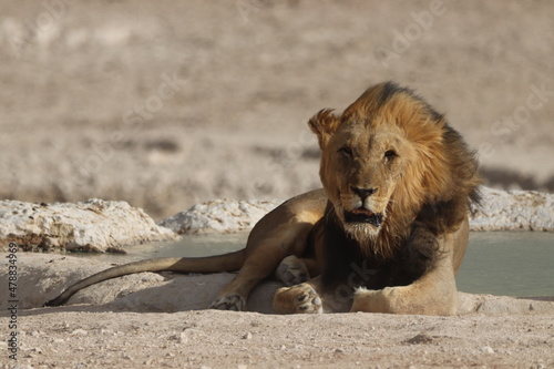 Impressive Male Lion in Etosha National Park  Namibia