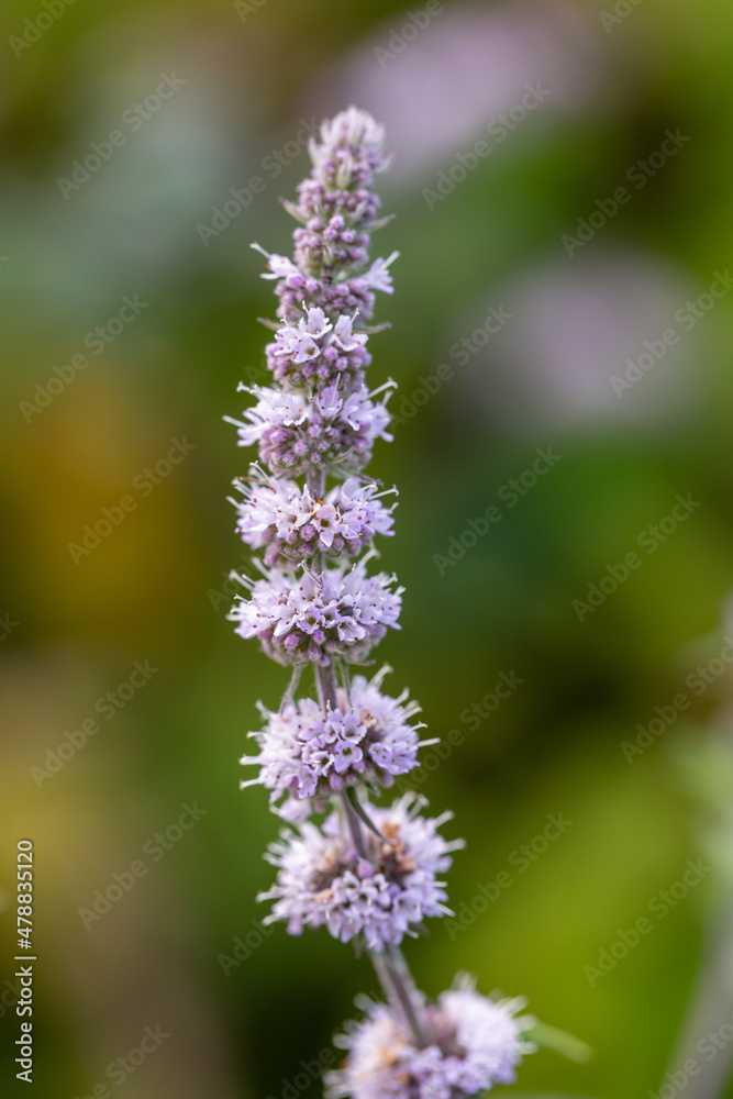 Blooming purple Mentha suaveolens in sunlight close-up photo. Fluffy mint plant with small lilac flowers on a sunny summer day macro photography. A flowering plant with pink flowers. Blooming purple Mentha suaveolens in sunlight close-up photo. Fluffy mint plant with small lilac flowers on a sunny summer day macro photography. A flowering plant with pink flowers.