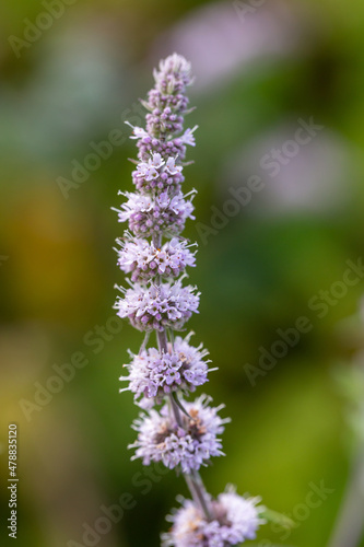 Blooming purple Mentha suaveolens in sunlight close-up photo. Fluffy mint plant with small lilac flowers on a sunny summer day macro photography. A flowering plant with pink flowers.