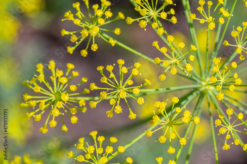 Blooming dill plant on a green background macro photography on a sunny summer day. Dill umbels with small yellow flowers close-up photo in summertime. 