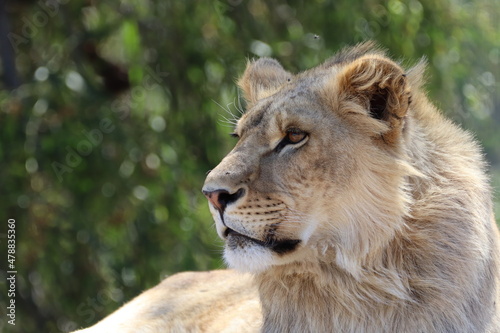 Young male Lion in South Africa