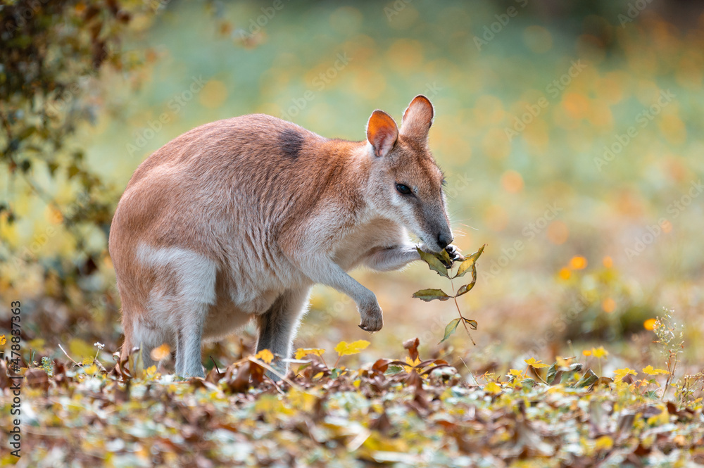 Wallaby peacefully eating autumn leves in beautiful park Wallaby peacefully eating autumn leves in beautiful park