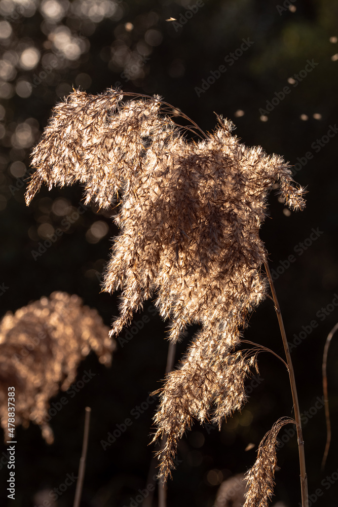grass in the morning grass in the morning