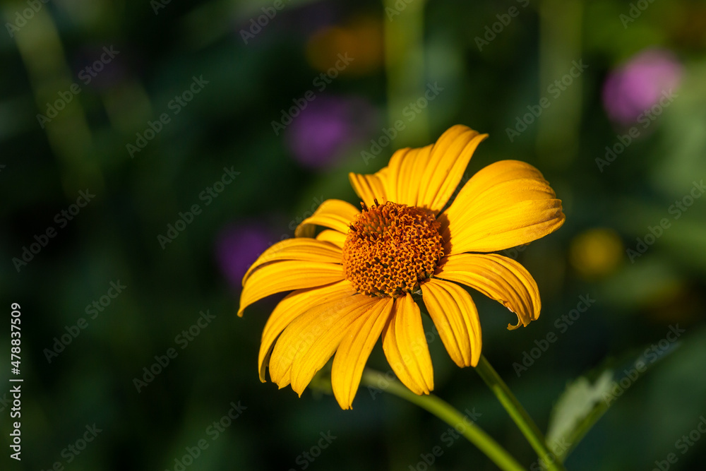 Blooming false sunflower on a green background on a summer sunny day macro photography. Garden rough oxeye flower with yellow petals in summertime, close-up photo. Yellow daisy floral background. Blooming false sunflower on a green background on a summer sunny day macro photography. Garden rough oxeye flower with yellow petals in summertime, close-up photo. Yellow daisy floral background.