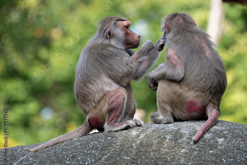 Tableau sur toile baboons (Papionini) grooming each other, social bonding