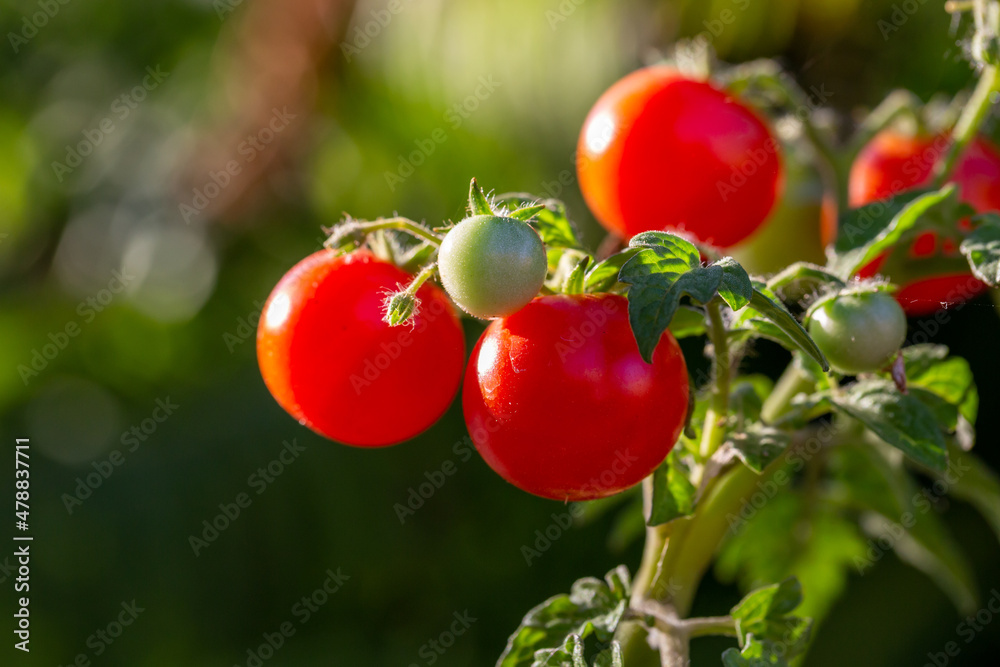 Small tomatoes hanging on a branch on a summer sunny day macro photography. Ripe red tomatoes close-up photography in summertime.