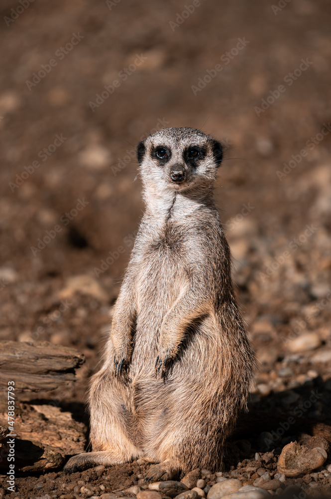 Meerkat (Suricata suricatta) sitting relaxed on a sunny day portrait Meerkat (Suricata suricatta) sitting relaxed on a sunny day portrait