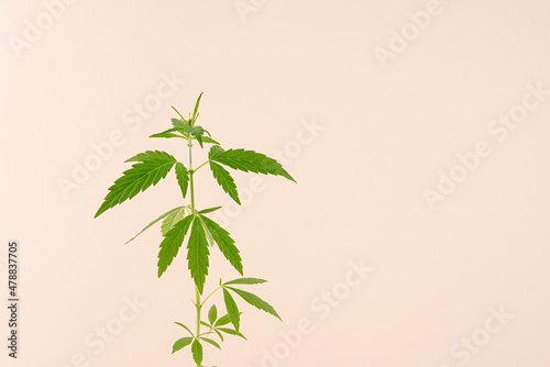 cannabis plant on a beige background