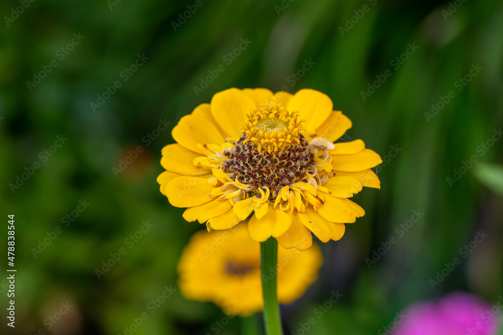 Blossom yellow zinnia flower on a green background on a summer day macro photography. Blooming zinnia with yellow petals close-up photo in summertime Blossom yellow zinnia flower on a green background on a summer day macro photography. Blooming zinnia with yellow petals close-up photo in summertime