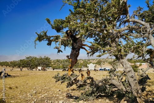 Moroccan goats feast on the fruits of the argan tree photo