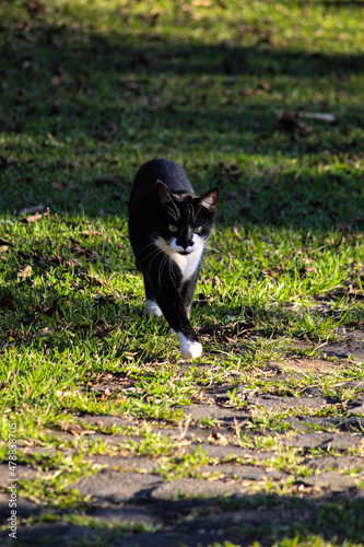 cat in the grass © William