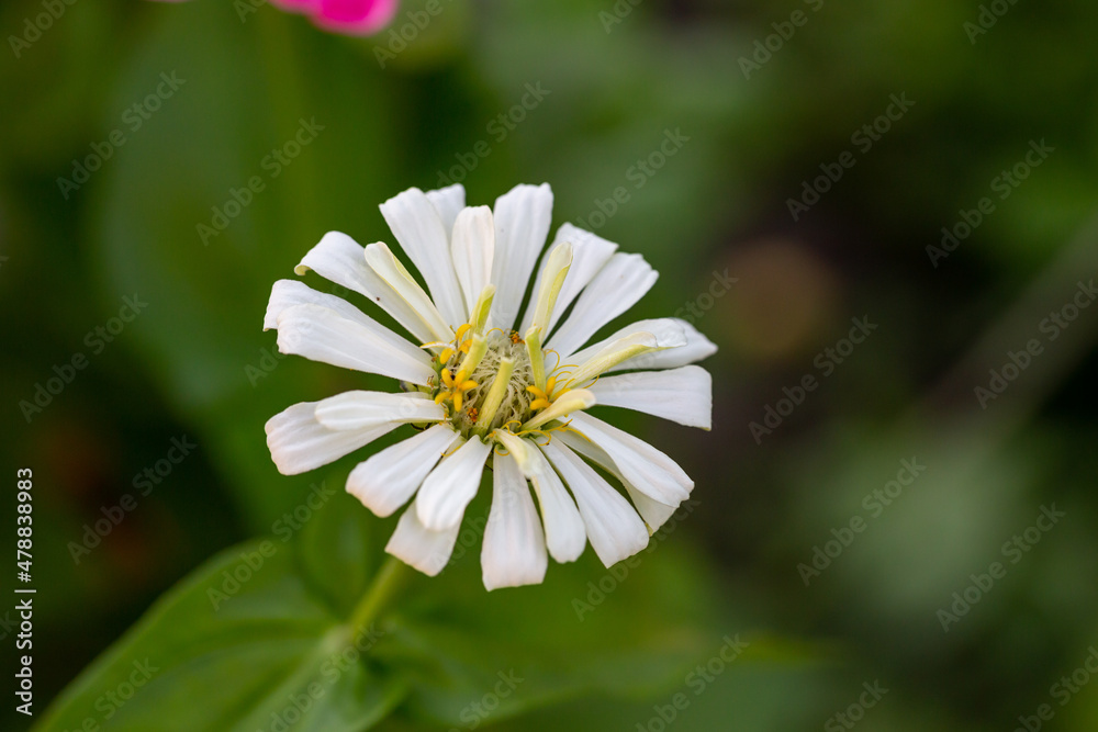 Obraz premium Blooming white zinnia flower on a green background on a summer day macro photography. Blossom zinnia with white petals close-up photo in summertime 