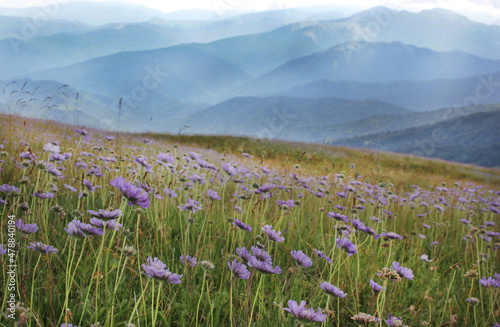 Fototapeta Naklejka Na Ścianę i Meble -  beautifull summer scene with purple mountain flowers on a cloudy day