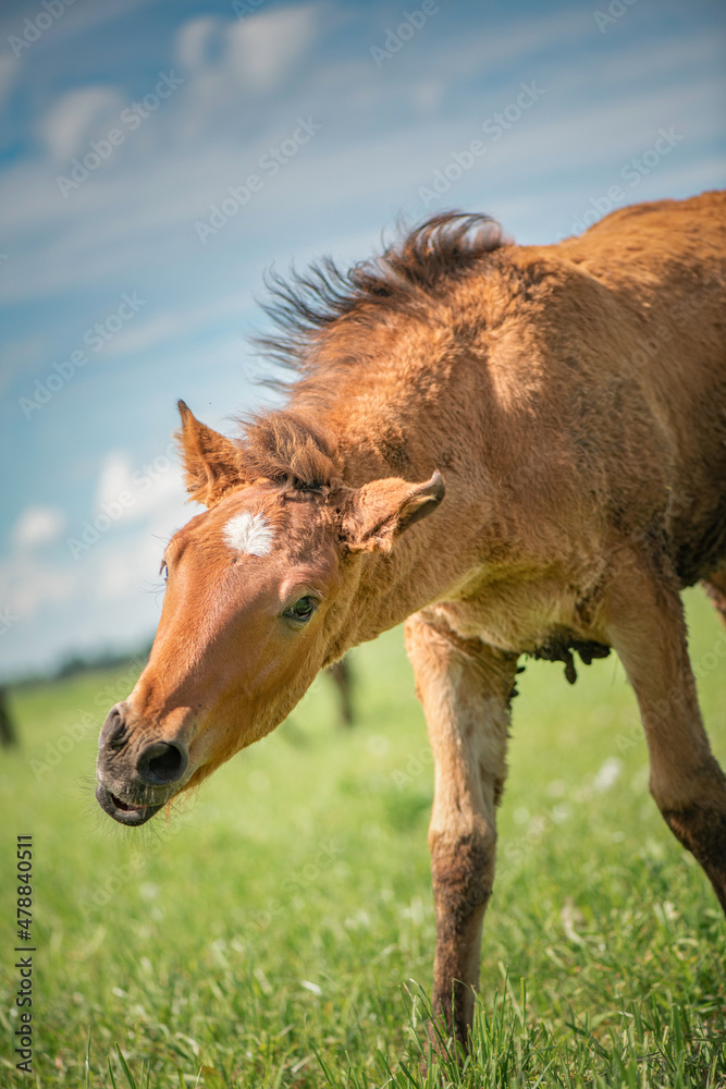 Fototapeta premium A beautiful Belarusian harness horse is grazing in the meadow.