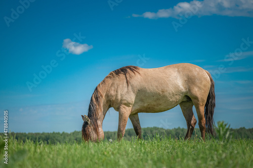 A beautiful Belarusian harness horse is grazing in the meadow.