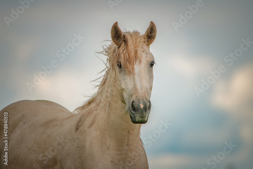 A beautiful Belarusian harness horse is grazing in the meadow.