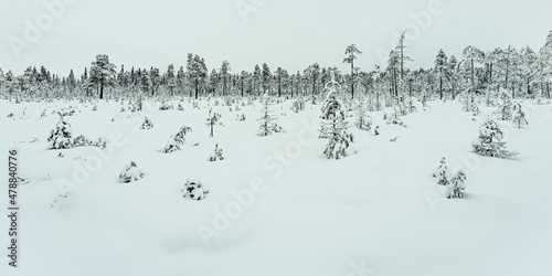 Φωτογραφία winter forest by a marshland on the taiga
