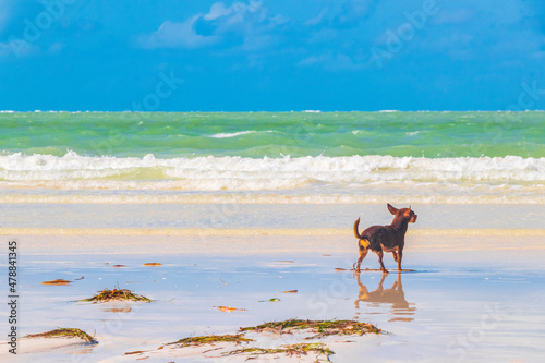 Russian toy terrier dog on the beach Holbox island Mexico.