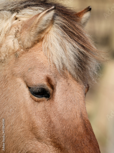 Beautiful horse portrait close up © Rastislav