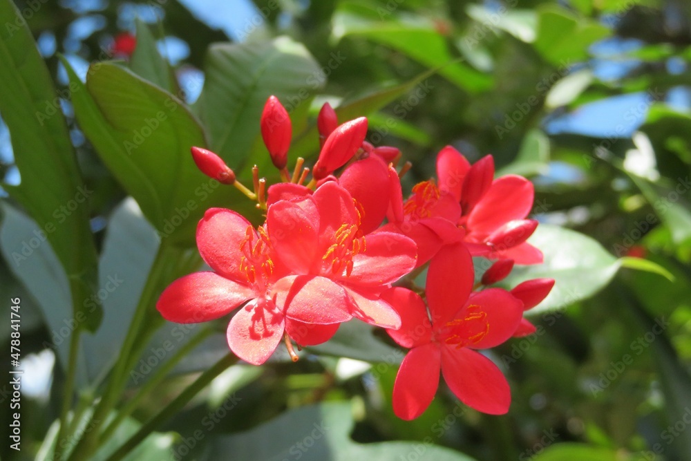 Red jatropha flowers on blue sky in Florida nature Red jatropha flowers on blue sky in Florida nature