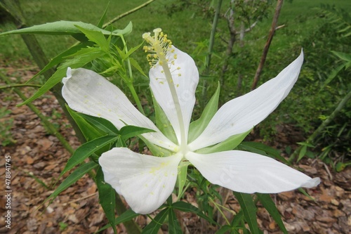 White hibiscus palustris flower in the Florida zoological garden, closeup photo