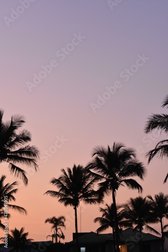 sunset trees © Giovana