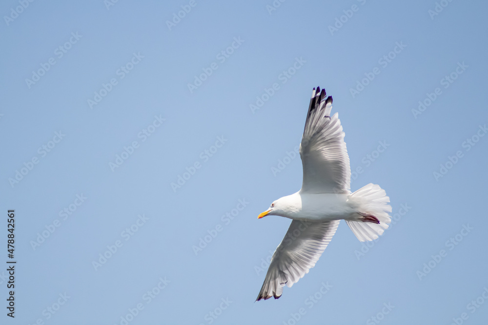 seagull in flight