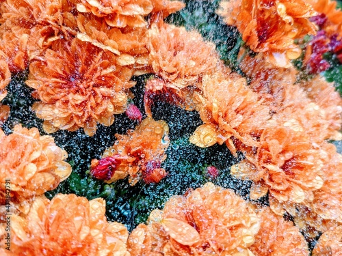 orange mums wit water droplets