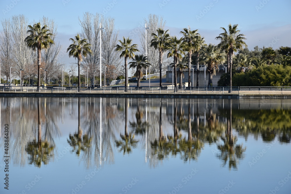 Palms in Lake Spain 