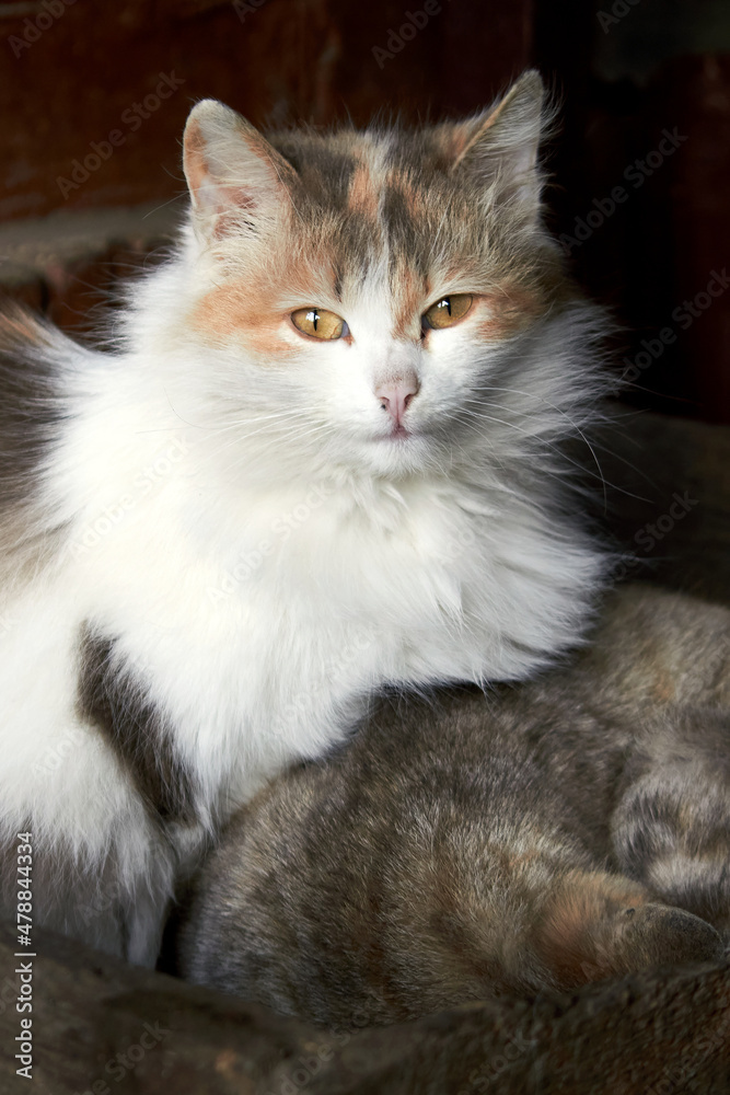 The cat looks into the frame. The fur of the cat is multicolored The cat looks into the frame. The fur of the cat is multicolored