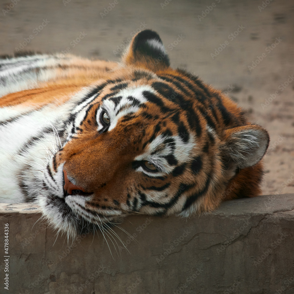 Fototapeta premium Close-up portrait of a tiger. The tiger lies in the aviary, put its head on the fence.