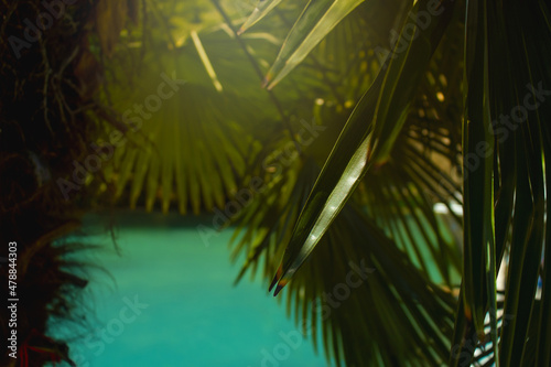 Fototapeta Naklejka Na Ścianę i Meble -  Palm trees on a bright sunny day in the tropics.