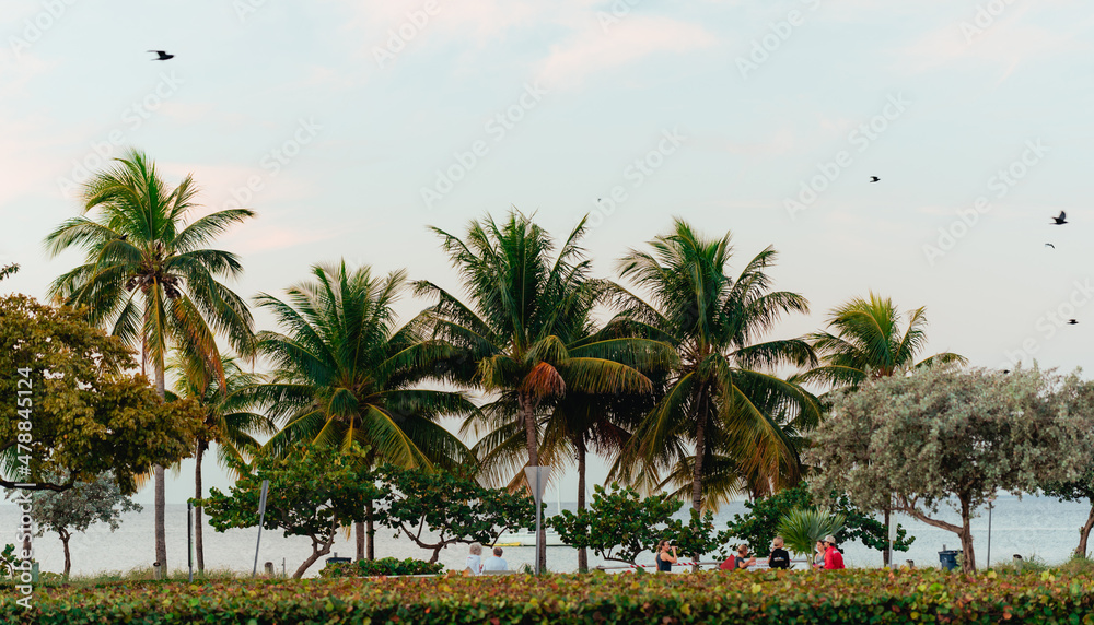 trees on the beach Key Biscayne Miami Florida people palms 