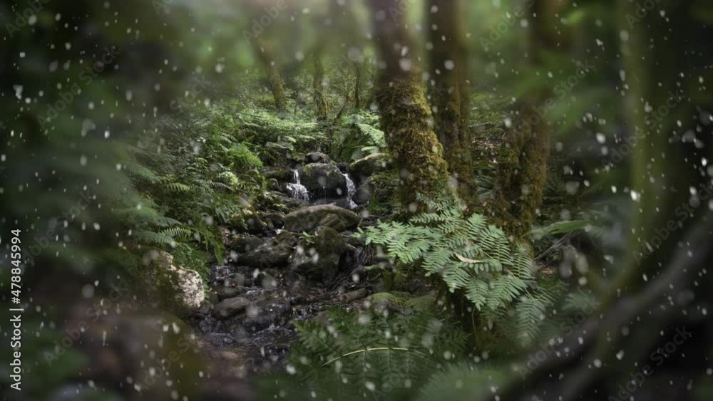 snowing scene in tropical rain forest at Africa snowing scene in tropical rain forest at Africa